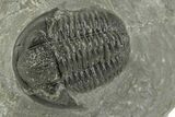 Detailed Gerastos Trilobite Fossil - Morocco #243788-2